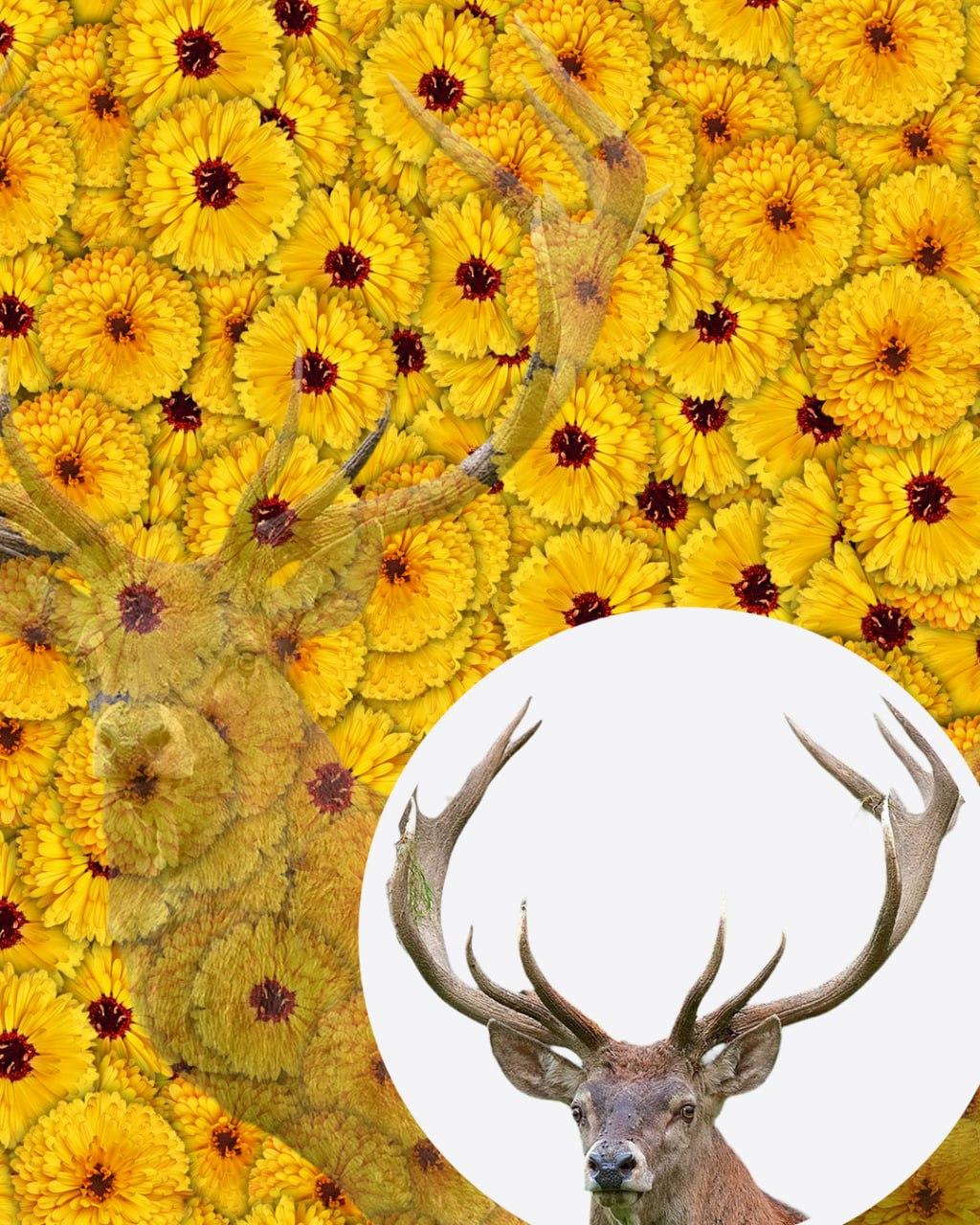 Doar 1 din 10 persoane va găsi căprioara din imagine în 7 secunde: o iluzie optică foarte complexă