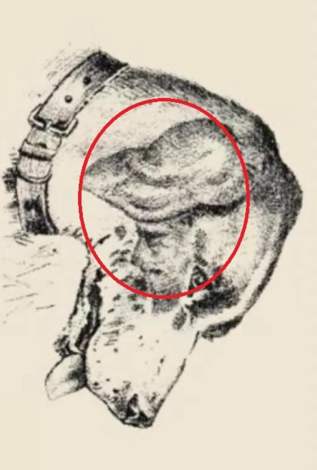 Chipul uman era pe urechea câinelui / desenat de safalta.com