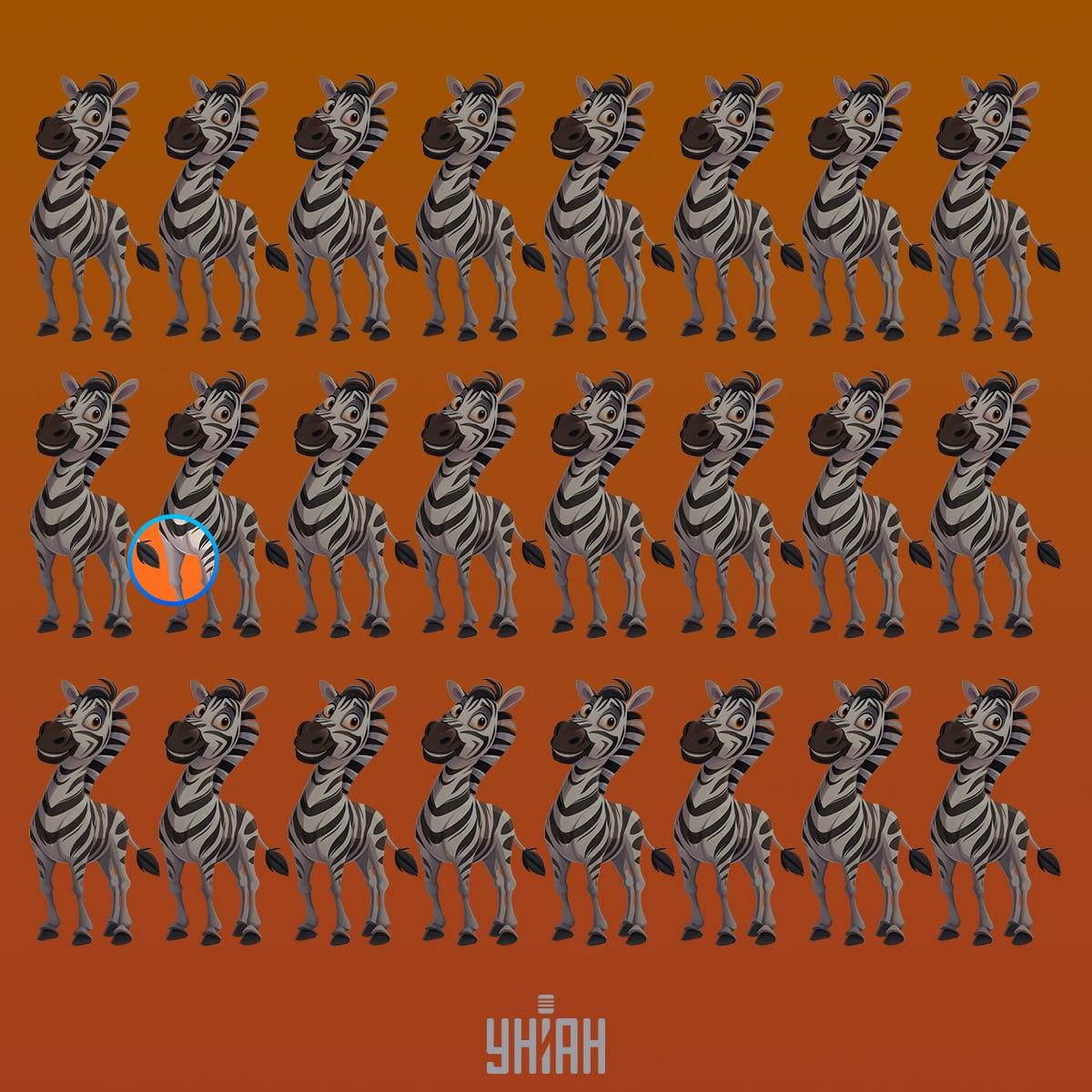 O zebră ciudată era în al doilea rând de sus / colaj Moje