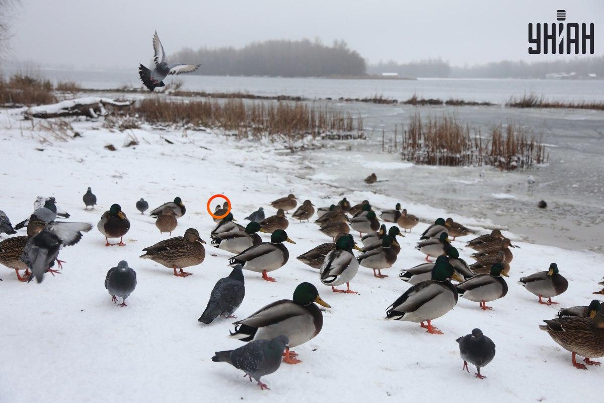 O vrabie se ascundea lângă centrul de iluzii optice / colaj cu foto Moje