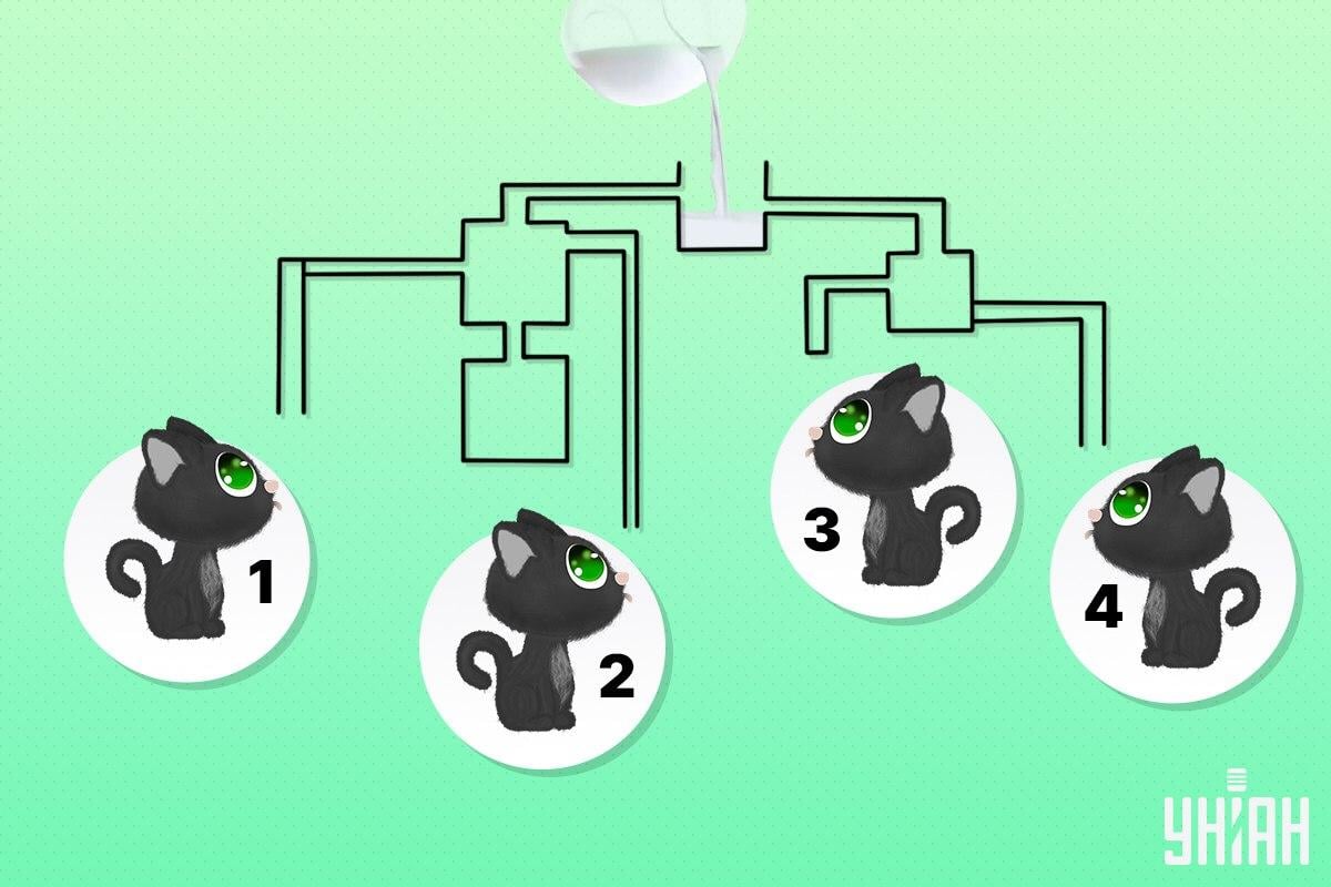 Găsiți pisica care poate fi prima care bea lapte / colaj Moje