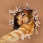 Cât de genială este pisica ta: un test IQ ușor