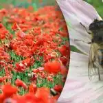 Cea mai dificilă iluzie optică: trebuie să găsiți o albină