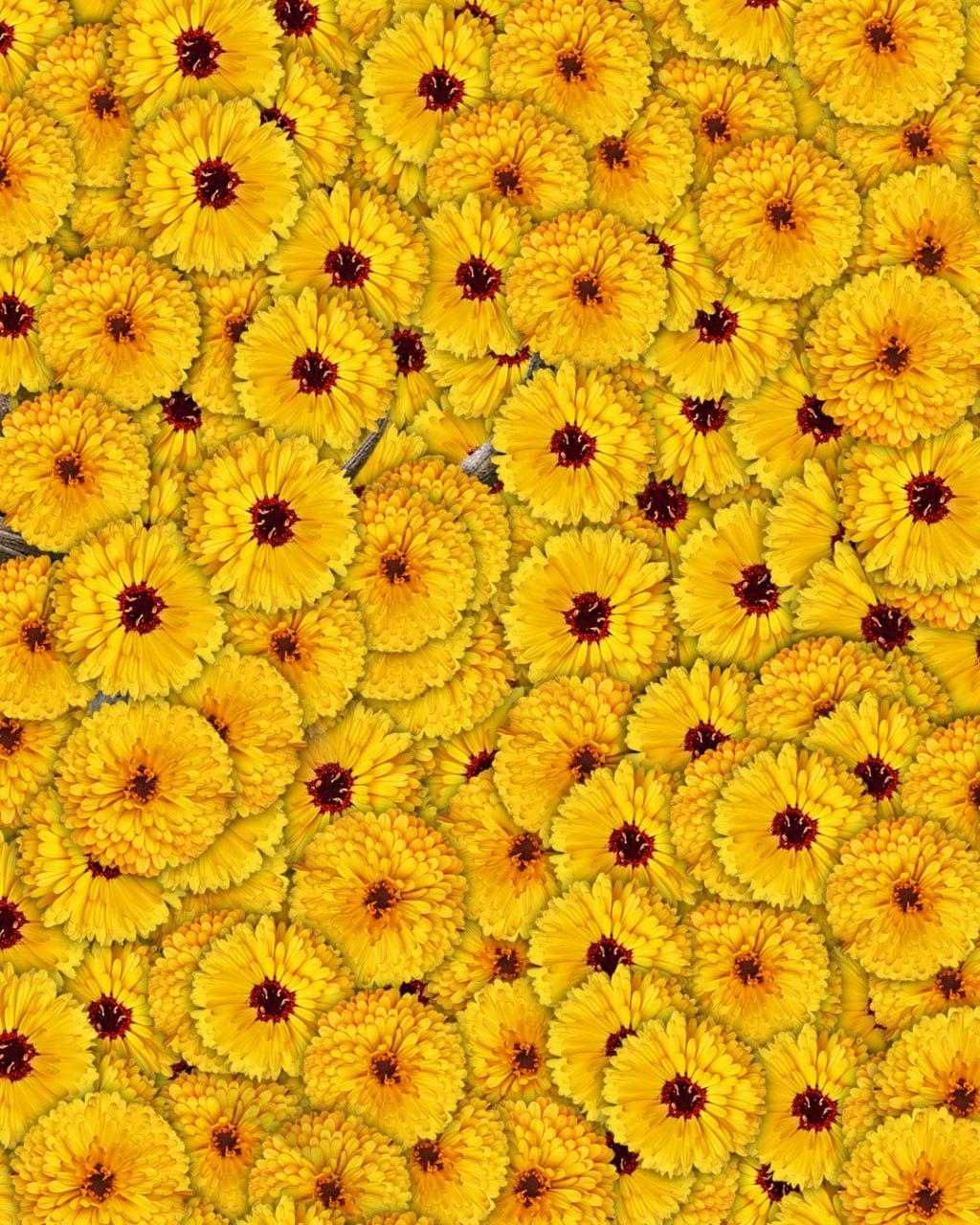 Doar 1 din 10 persoane va găsi o căprioară într-o fotografie în 7 secunde: o iluzie optică foarte complexă