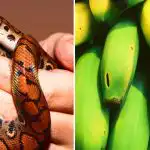 Doar câțiva sunt capabili de acest lucru: doar persoanele cu un IQ ridicat pot găsi un șarpe printre banane. Doar câțiva sunt capabili de acest lucru: doar persoanele cu