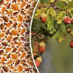 Doar experții pot găsi ghinda în 10 secunde în acest