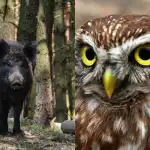 Doar persoanele cu un IQ puternic vor găsi bufnița vicleană