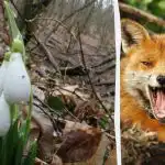 Iluzia optică îți va arăta care este IQ-ul tău: trebuie să găsești o vulpe în pădure în 9 secunde Iluzia optică îți va arăta care este IQ-ul tău: trebuie