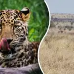 Leopardul va fi găsit doar de cei cu "ochi de