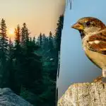 Numai persoanele cu "viziune de șoim" pot găsi o vrabie