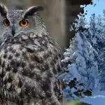 O ghicitoare complicată pentru genii: doar cei mai atenți vor