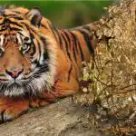 O ghicitoare confuză cu un răspuns incredibil: trebuie să găsești