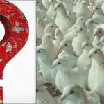 Toată lumea vede porumbei, dar tu trebuie să găsești un