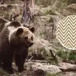 Trebuie să găsești ursul în 11 secunde: o iluzie optică